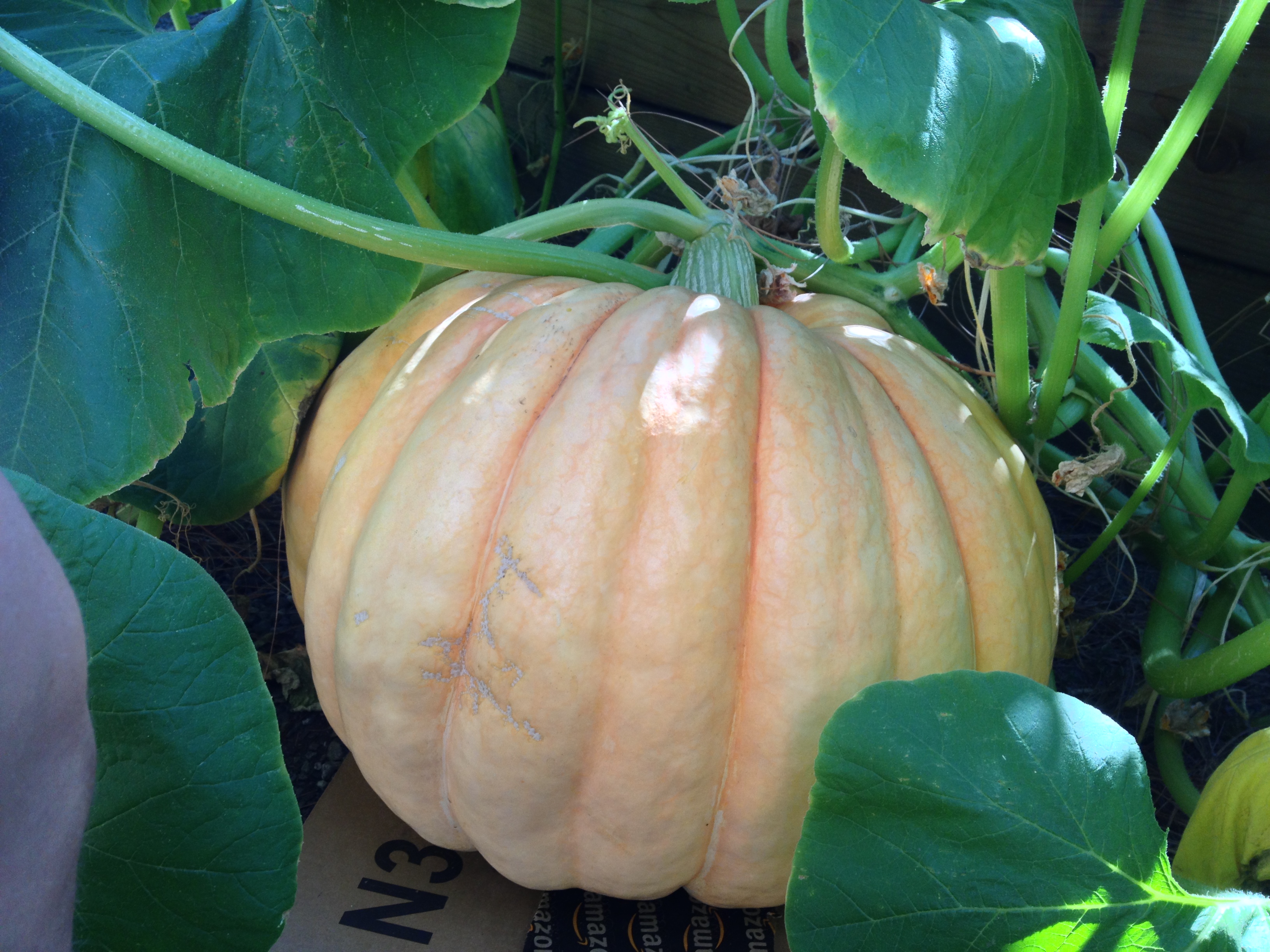 Growing A Giant Pumpkin Tips Progress So Far The Niche