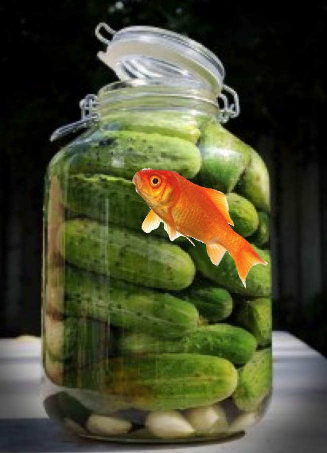 pickle fish STAP - The Niche