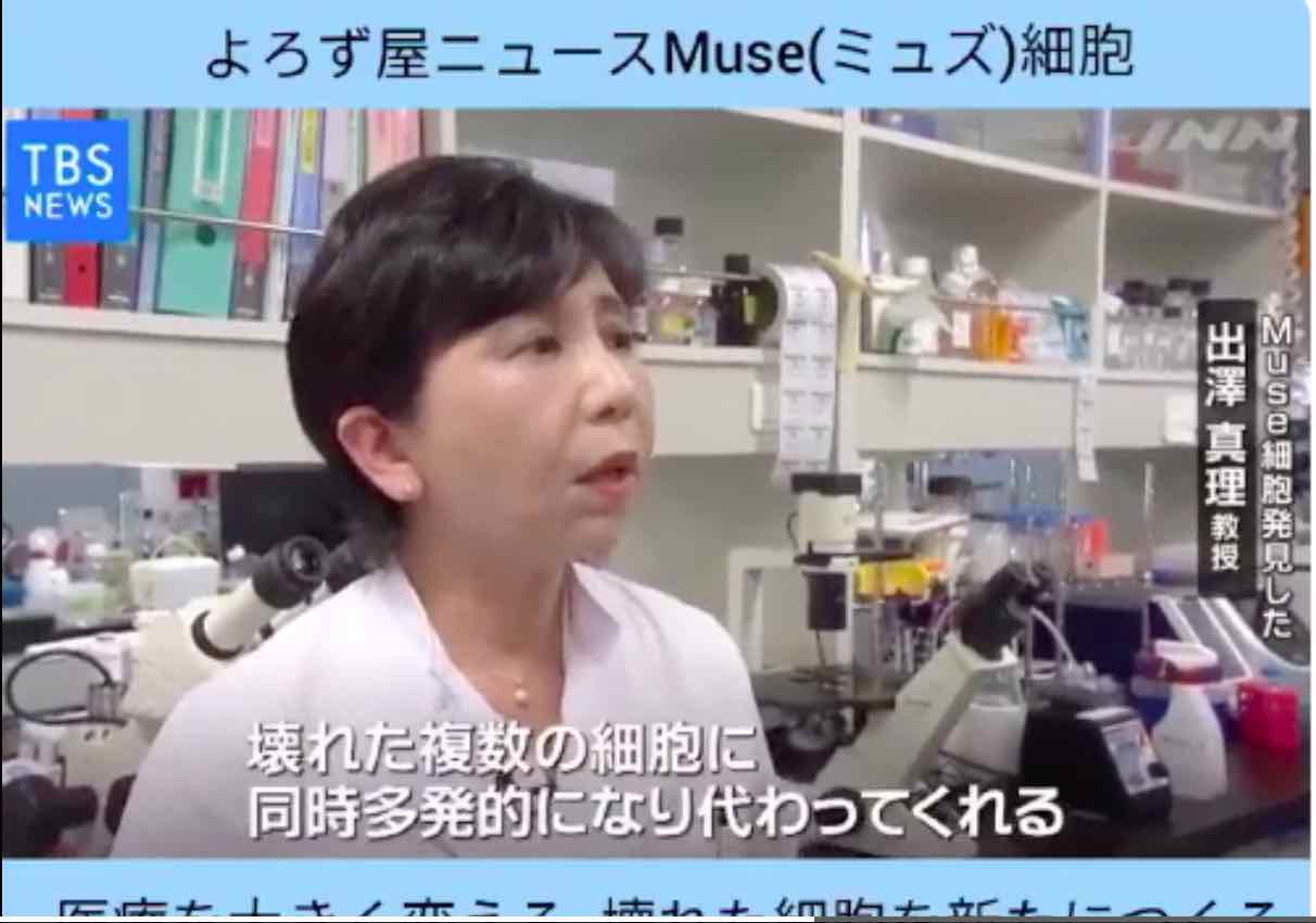 Dubious Muse Cells Are In 4 Japanese Stem Cell Trials The Niche