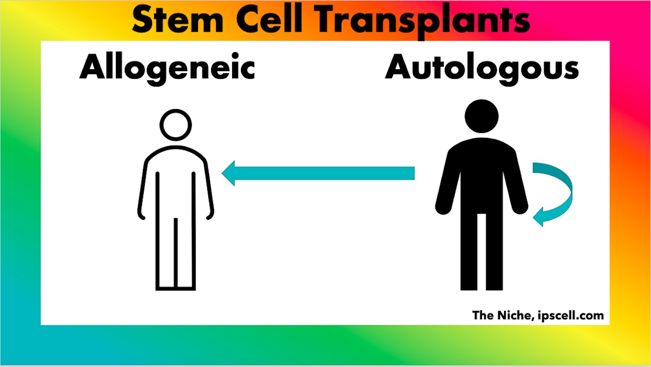 Autologous Vs Allogeneic: All You Need To Know On Therapy - The Niche