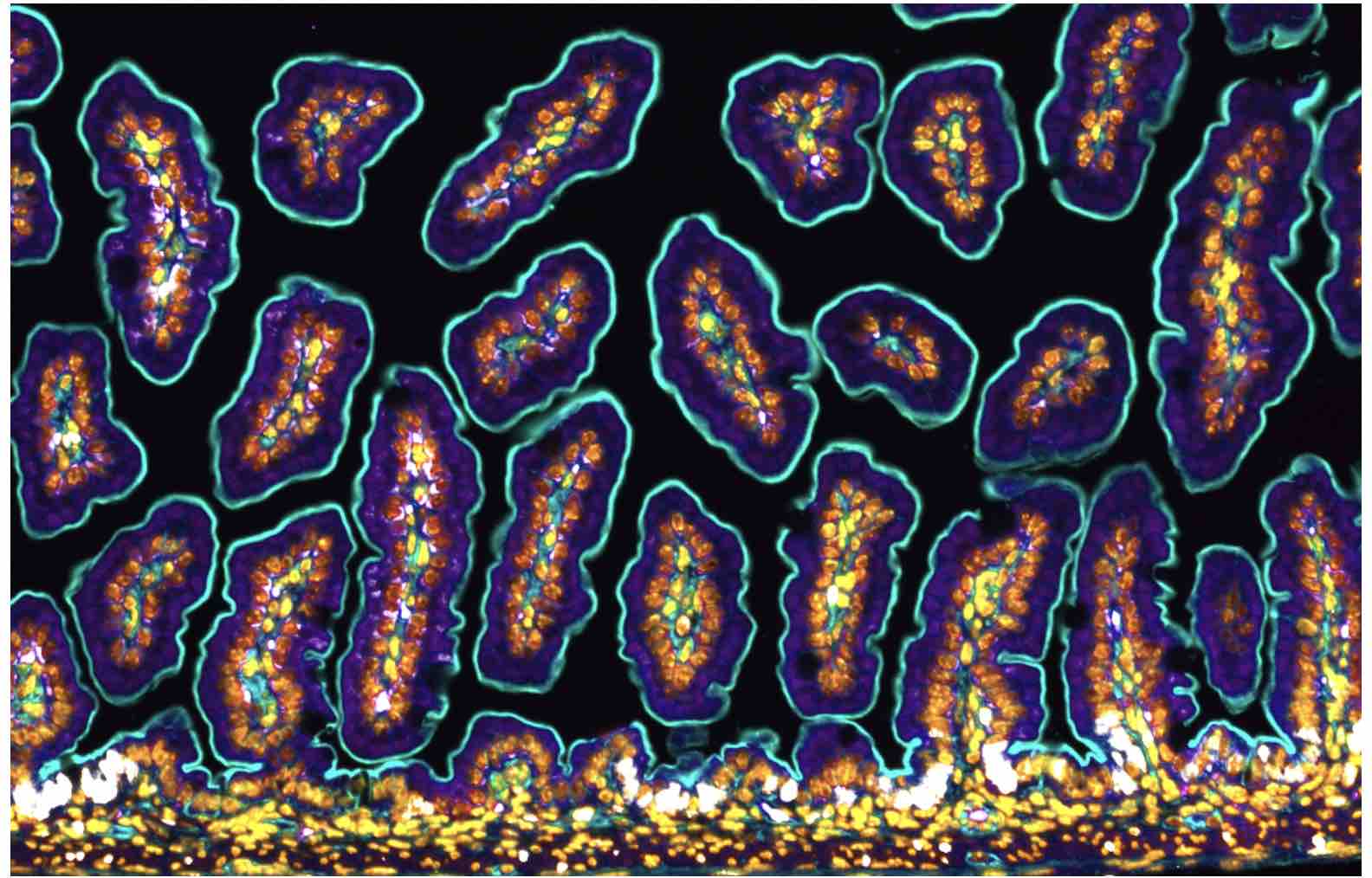 how-many-stem-cells-do-we-have-can-you-run-out-the-niche